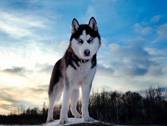Puzzle chien