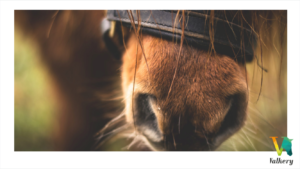 Jeux de societe equitation