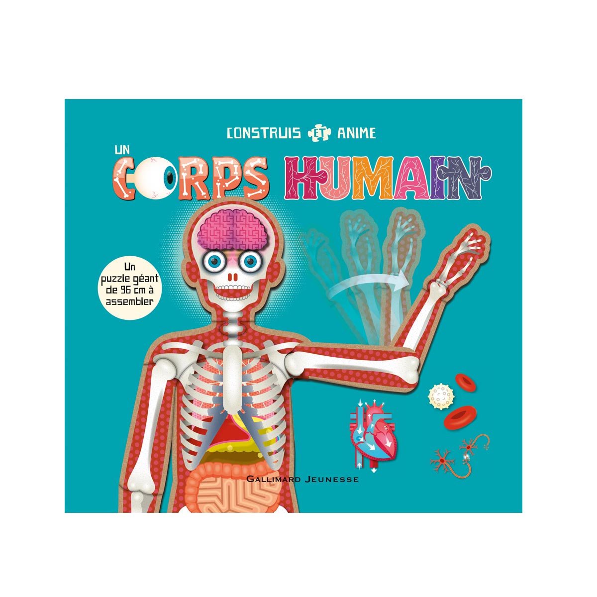 Puzzle du corps humain