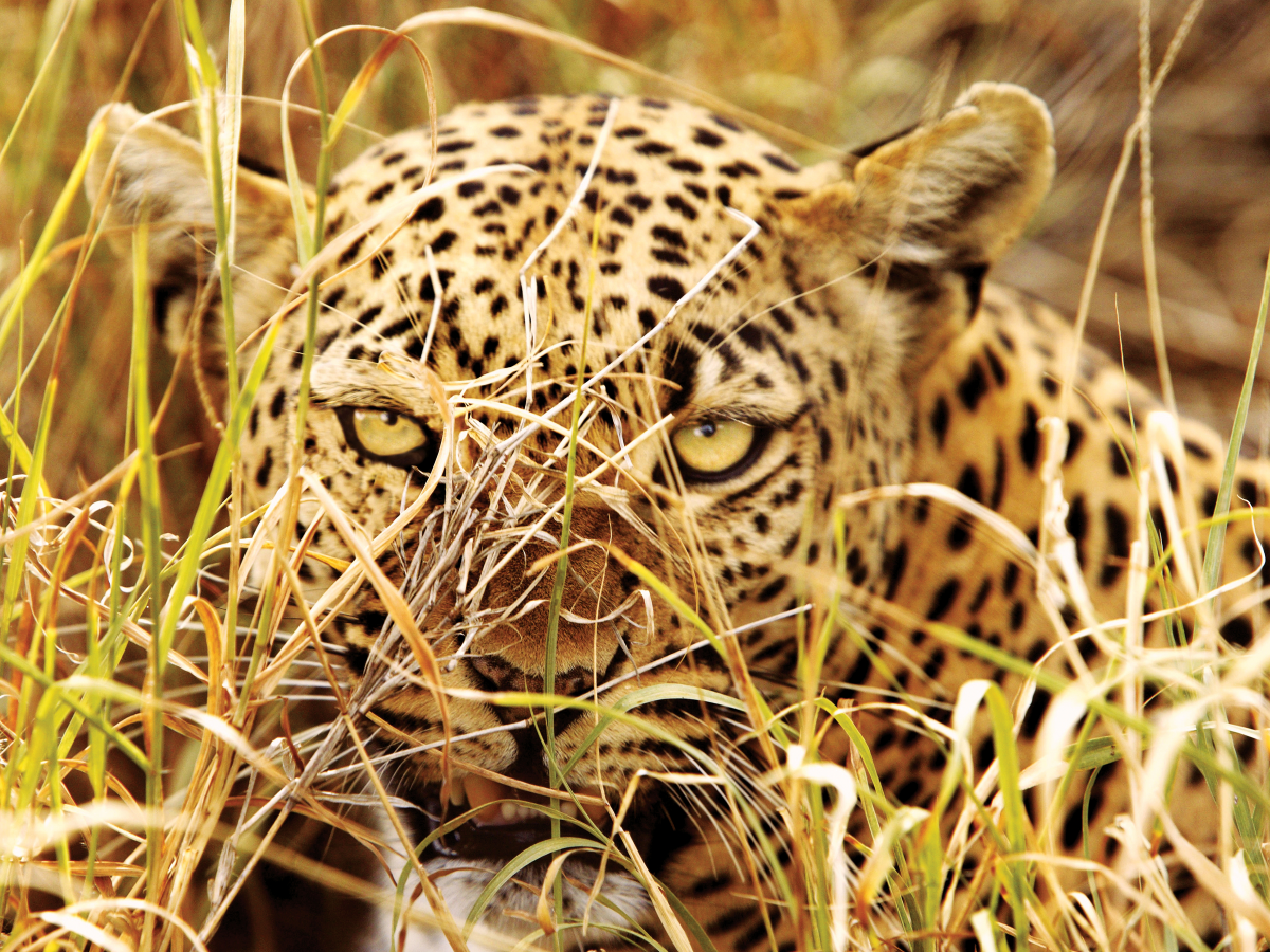 Puzzle leopard