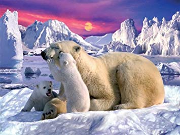 Puzzle ours polaire
