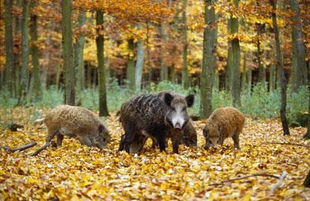 Puzzle sanglier