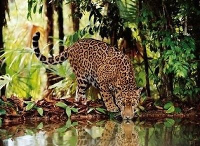 Puzzle 2000 pièces animaux