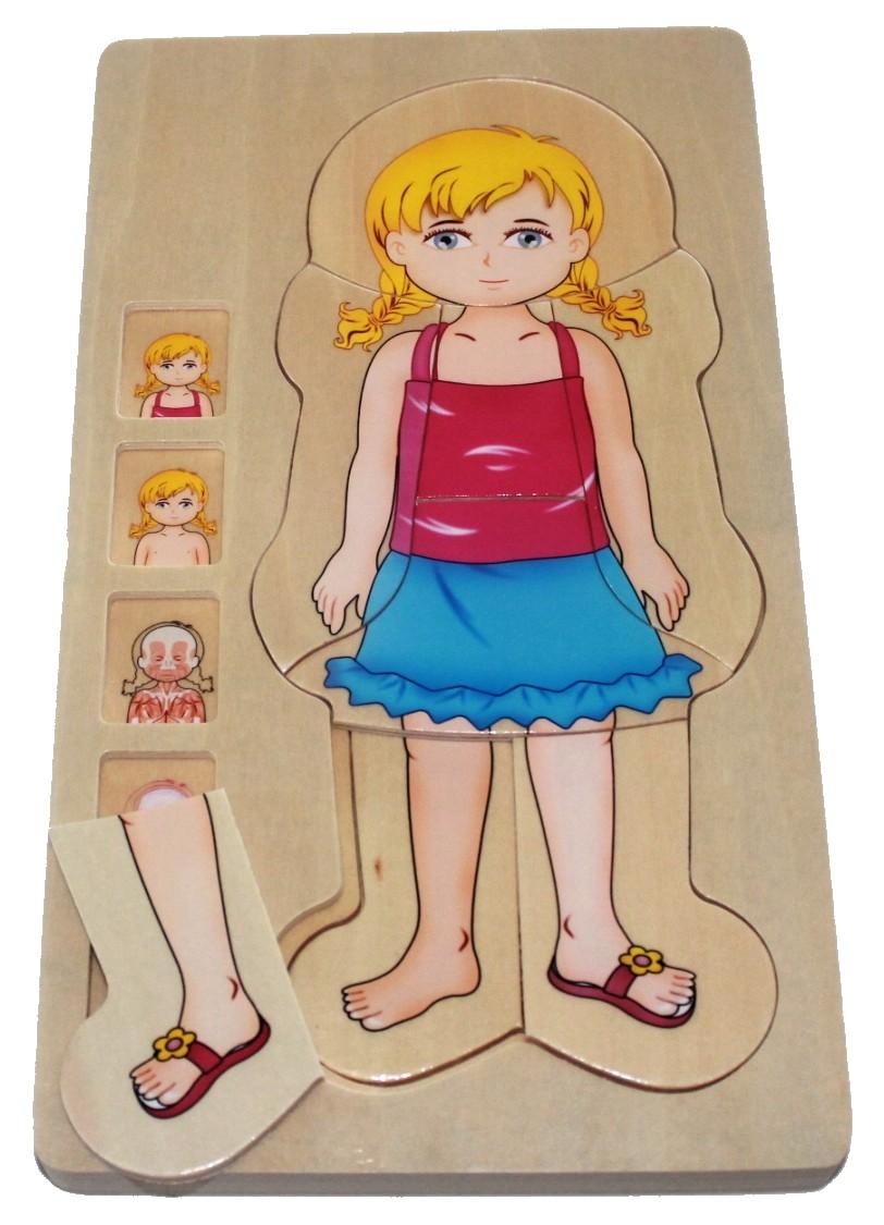 Puzzle anatomie