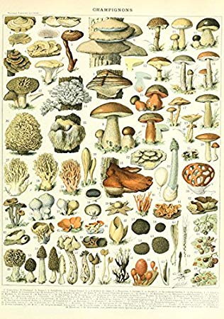 Puzzle larousse
