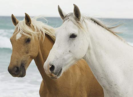 Puzzle chevaux 500 pieces
