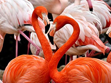 Puzzle flamant rose