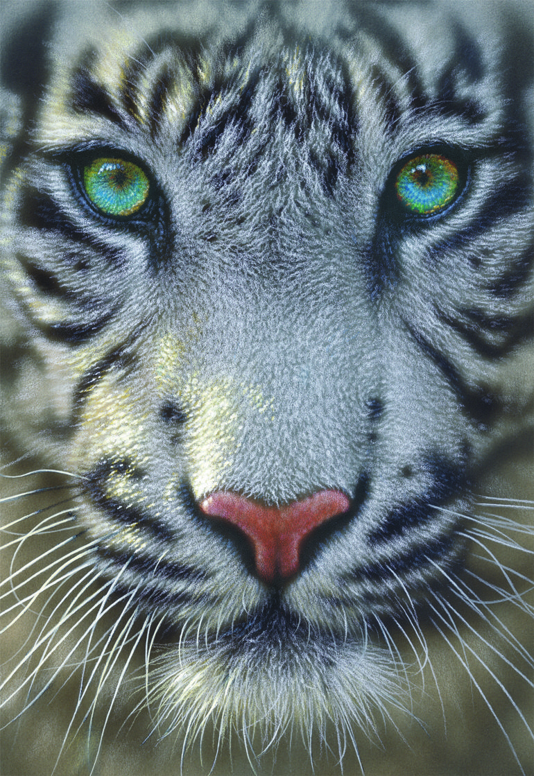 Puzzle tigre blanc