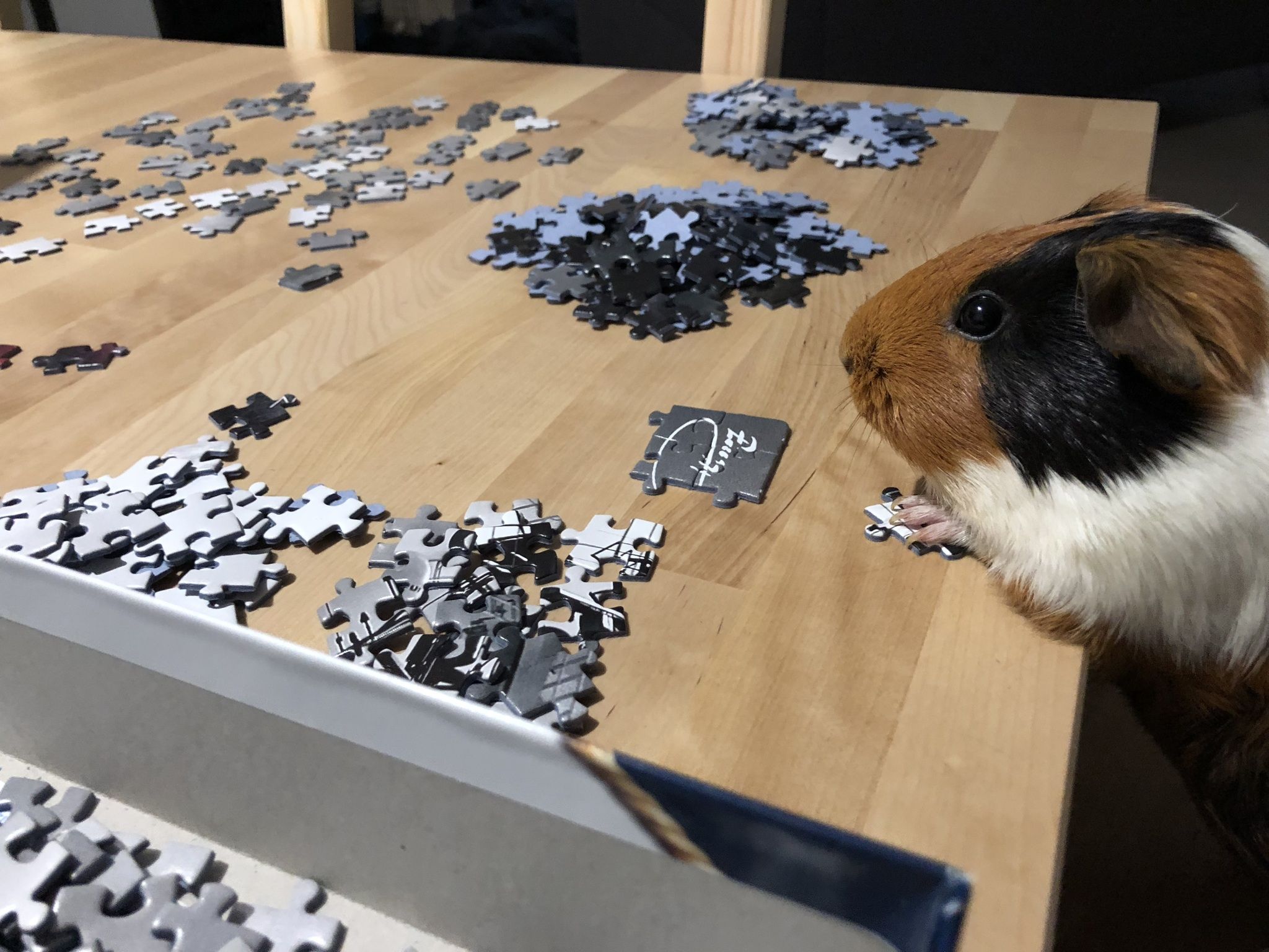 Puzzle cochon d'inde
