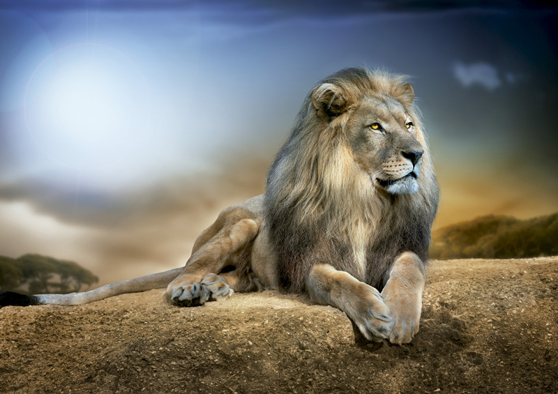 Puzzle roi lion 1000 pieces
