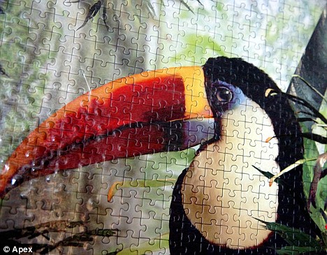 Puzzle toucan