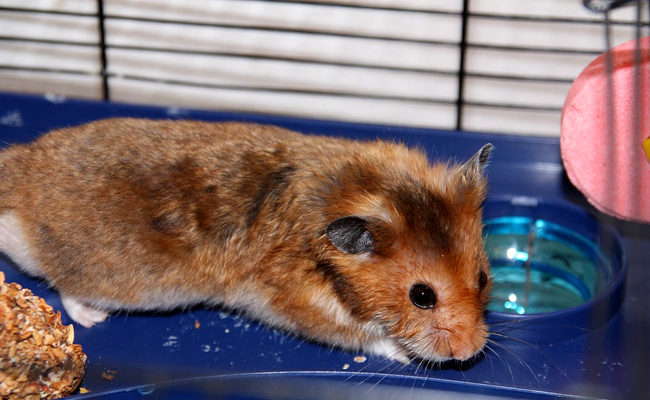 Jeux de société hamster