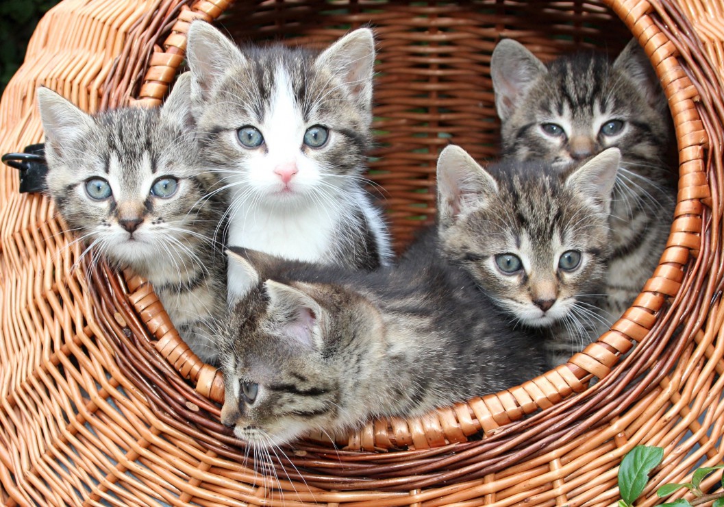 Puzzle de chatons