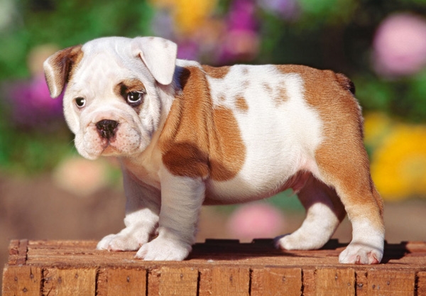 Puzzle chiot