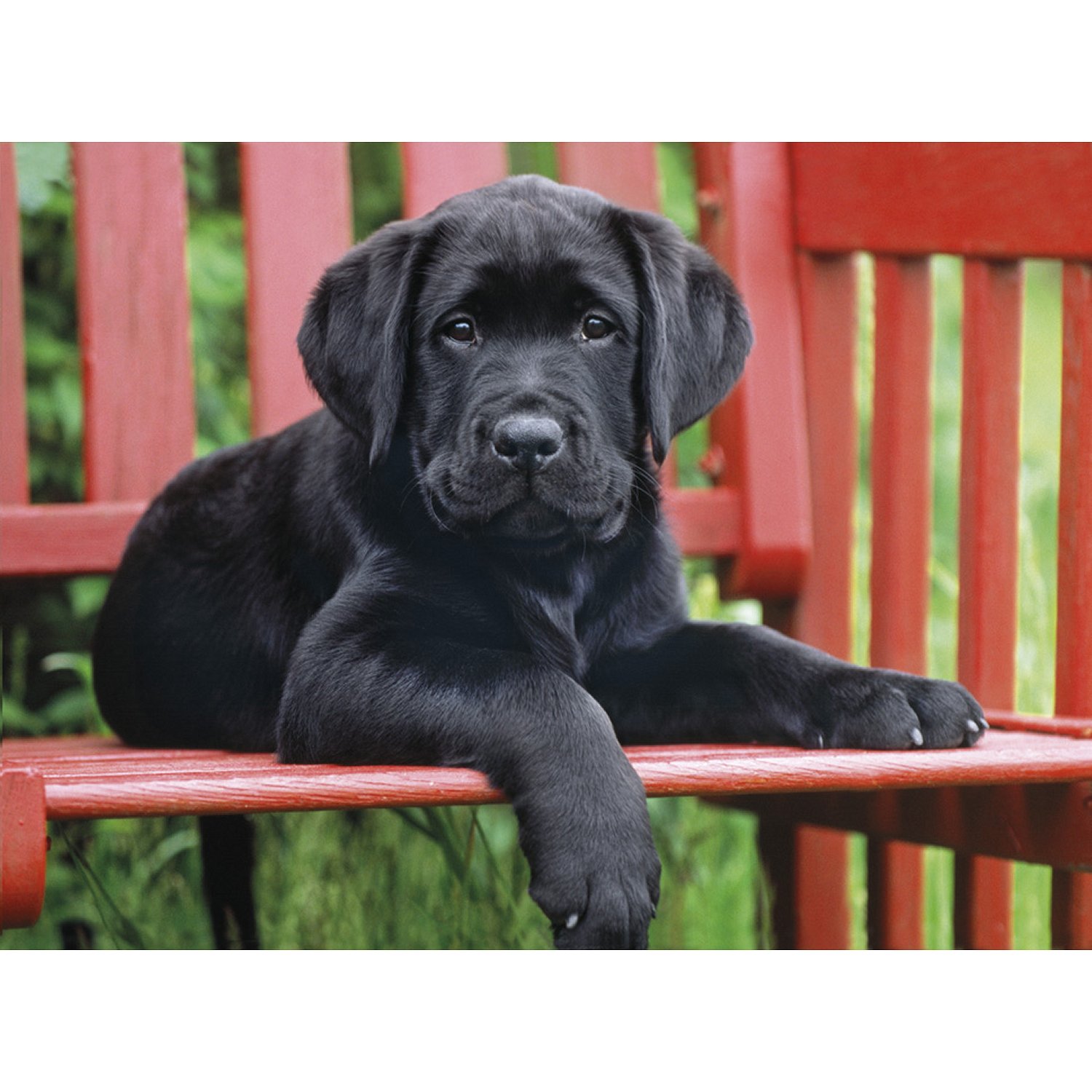 Puzzle chiot