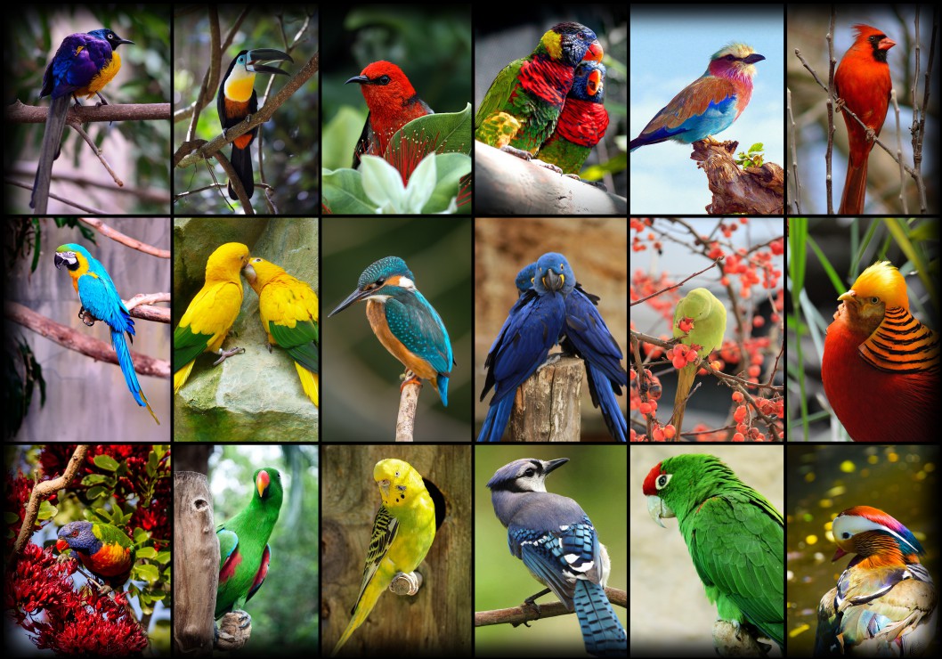 Puzzle oiseau