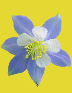 Columbine puzzle
