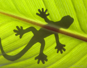 Puzzle gecko