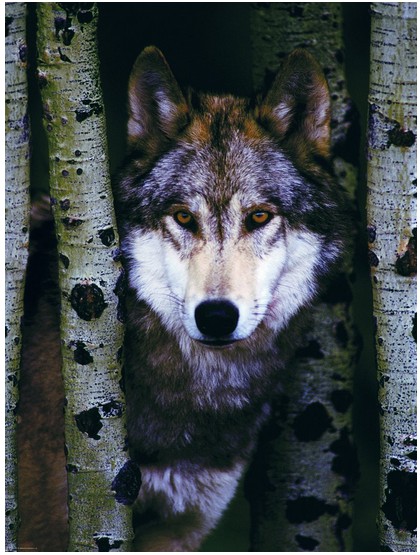 Puzzle de loup