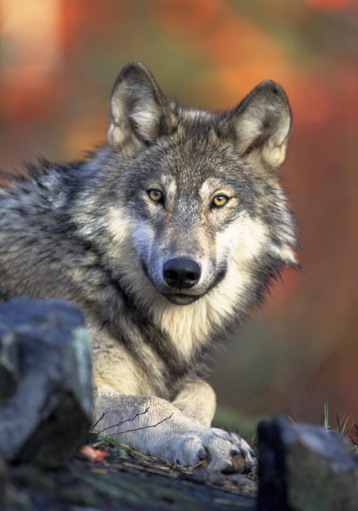 Puzzle loup 1000 pieces