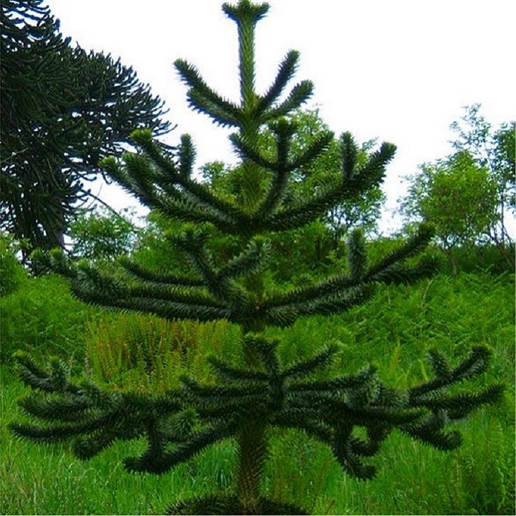 Monkey puzzle tree