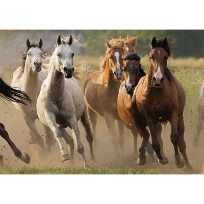 Puzzle chevaux 1000 pièces