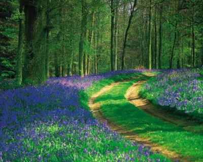 Puzzle gratuit nature