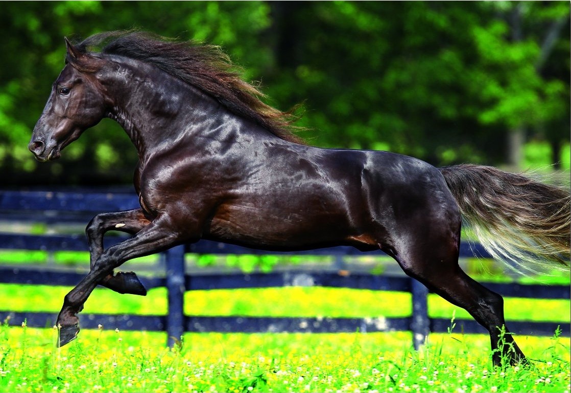 Puzzle de cheval gratuit