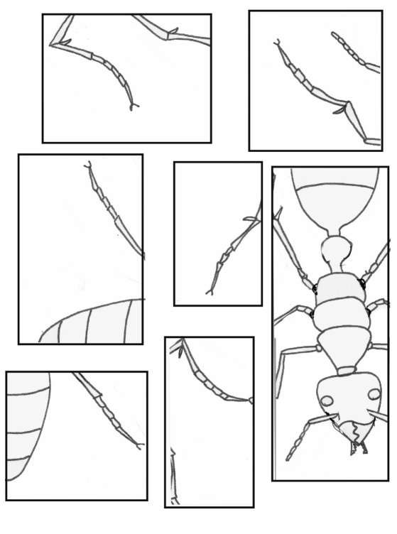 Puzzle fourmis