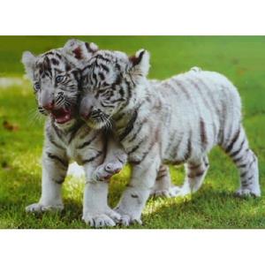 Puzzle tigre blanc 1500 pieces