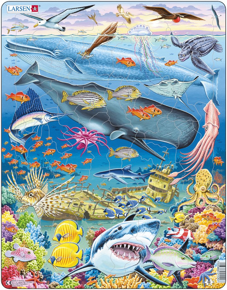 Puzzle requin
