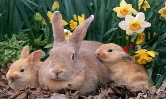 Lapin puzzle