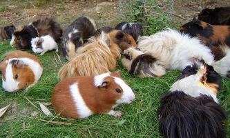 Puzzle cochon d'inde