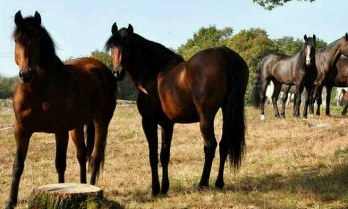 Puzzle de chevaux gratuit