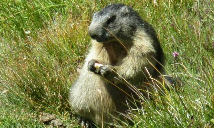 Puzzle marmotte