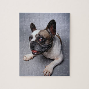 Puzzle bouledogue francais