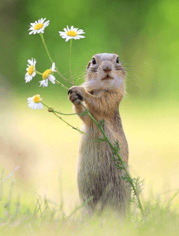 Jeux de puzzle animaux sauvages gratuit