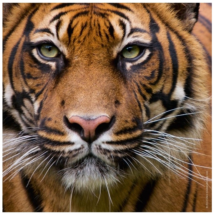 Puzzle gratuit 100 pièces