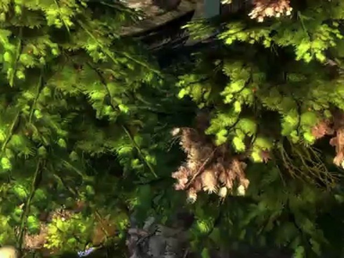 Gw2 puzzle piste de griffonroc